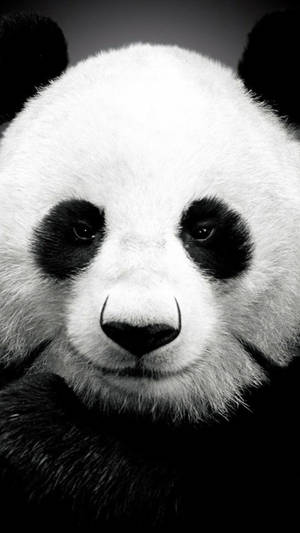 Reuse Panda iPhone 6 — iPhone 6 Muurpapier