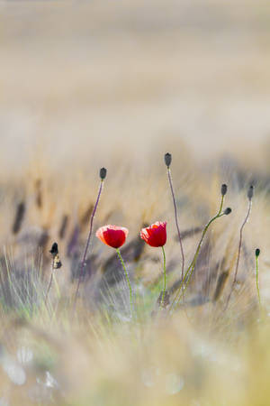 Rooi Blomme Op Veld Floral Iphone