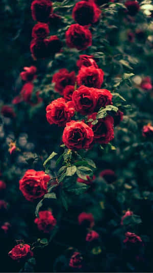 rooi rose in die donker — Blom Muurpapier
