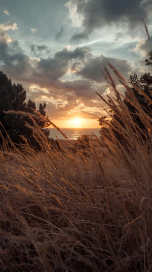 Horison,Agtergrond,Warm,Dromerig,Buitelewe,Aand,Lug,Son,Veld,Gras,Weiveld,Landskap,Natuur,Natuur 4k,Sonsondergang,Sonsondergang Estetiek,Natuur Tonele,Natuur Liefde