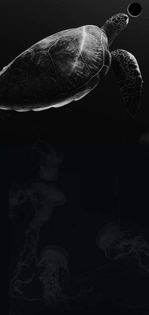 S10+ Donker Skilpad-agtergrond — iPhone 18 Pro Max Muurpapier