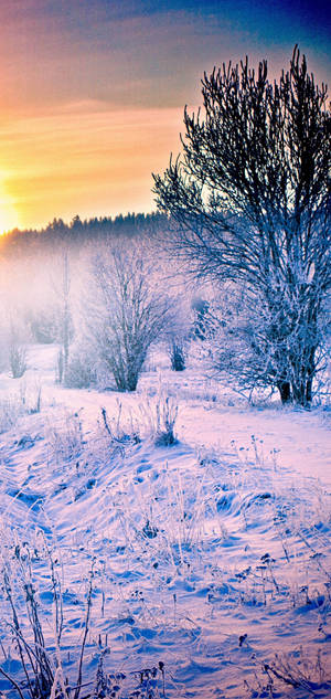 S10 sneeubos sonsopkoms agtergrond — iPhone 11 Pro Muurpapier