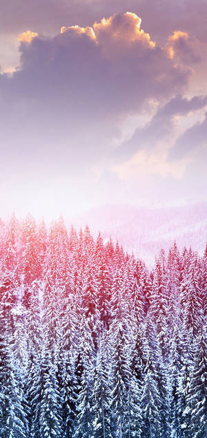 S10 winter sneeu bome agtergrond — iPhone 18 Muurpapier