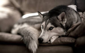 Hond agtergrond van Siberiese Husky wat op grys bank sit