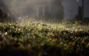 Tuin gras nag makro agtergrond — Dagbreek Muurpapier