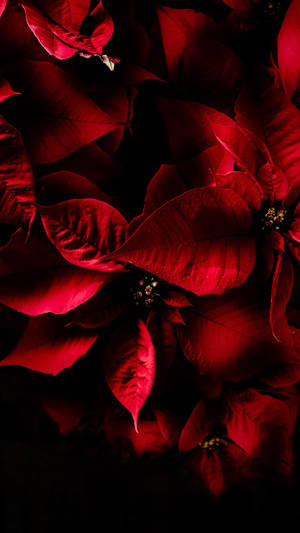 Samsung S20 Ultra Kersblomplant — Samsung galaxy s22 Muurpapier