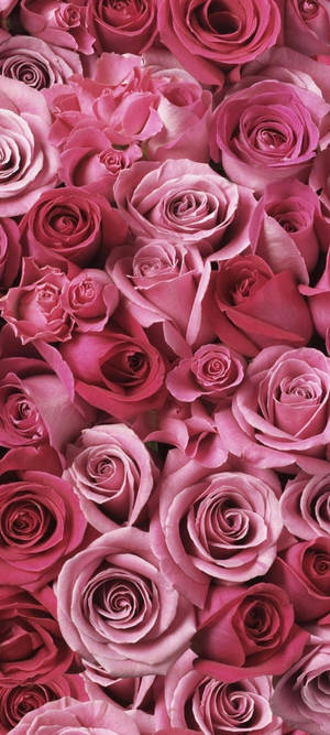 Samsung S21 Ultra Pienk Rose-agtergrond — 1440x3200 Muurpapier