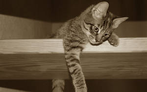 Sepiafoto van Kawaii Kat Op Randsteen — Kawaii kat GIF Muurpapier