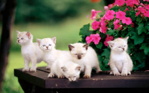 Siamese Katte Oulike Bydskerm — Oulik lessenaar Muurpapier