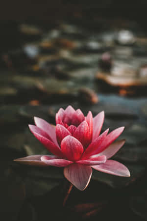 lotus agtergrond — POCO Pad Muurpapier