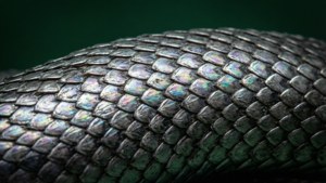 Intrikerende makro van Slytherin-slangskubbe. — Slytherin estetiek Muurpapier