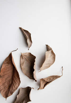 Wit estetika prente — Wit estetiese Muurpapier