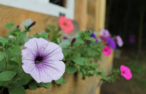 Skitterende Skerp Petunias