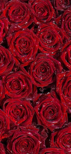 Bordo Blom — Redmi Note 15 Special Muurpapier