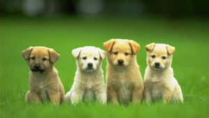 Skoothond in Salige Rus — Oulike hond Muurpapier
