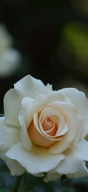 Wit Rose iPhone — iPhone 15 Muurpapier