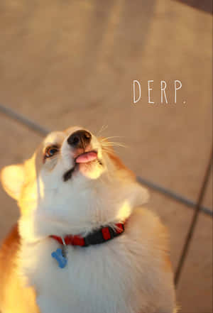 Snaakse Corgi Prente