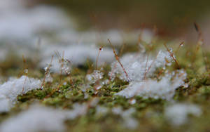 Sneeu in lente agtergrond