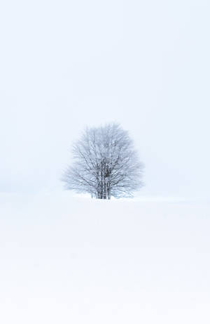 Voorskou muurpapier boom, sneeu, winter, minimalisme, wit — Honor MagicPad4 Muurpapier