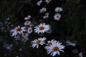 Sombere Wit Madeliefie agtergrond. — Skemer Muurpapier