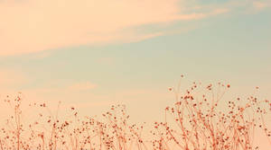 Somer Estetiese Wilde Blomme agtergrond — Somer estetika Muurpapier
