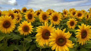 4K Blomme Agtergrond