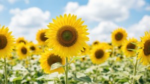 'n Helder veld sonneblomme onder 'n blou lug, wat 'n vrolike somer-natuur-estetiek uitstraal. — Somer estetika Muurpapier