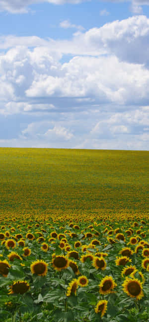 Sonneblomme Agtergrond — iPhone Xr Muurpapier