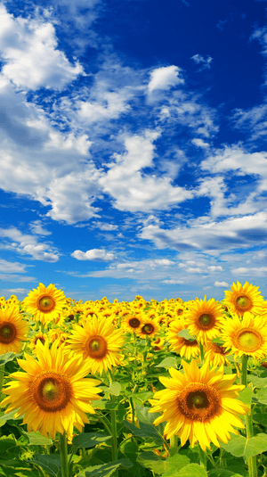 Sonneblom,Sonneblomme Agtergrond,Somer,Sonneblom Estetika,Sonneblomme Prente