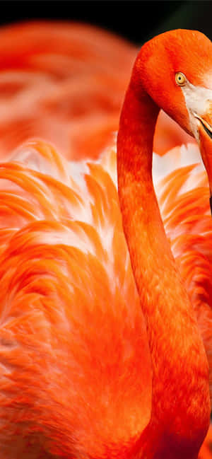 Fotografie Flamink Iphone — Vivo V60 Lite Muurpapier
