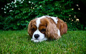 Spaniel King Charles Oulike Hondjie