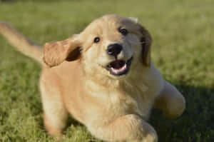 golden retriever hondjie Prente — Oulike hond Muurpapier