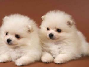 Twee Oulike Pomeriaanse Hondjies
