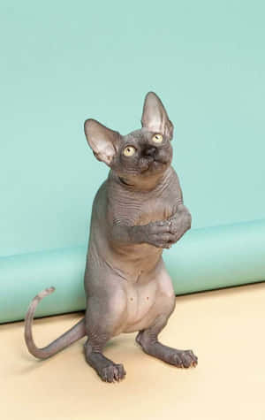 Sphynx Kat Staan op Twee Pote — Dansende kat Muurpapier