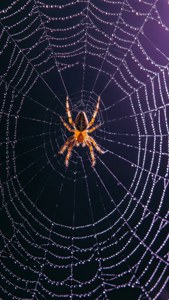 Makroskoot van 'n spinnekopweb met dou en 'n spinnekop