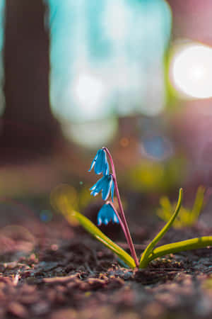 Squill Blou Blomme Foon — Huawei MatePad 11.5 (2026) Muurpapier