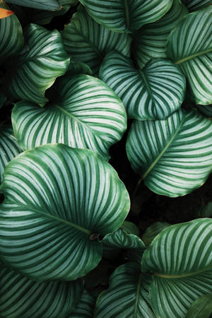 Plant estetiese patroon muurpapier