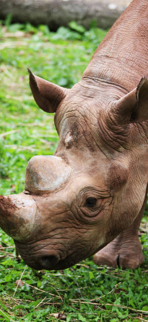 Sumatraanse renoster-agtergrond — iPhone 12 Muurpapier