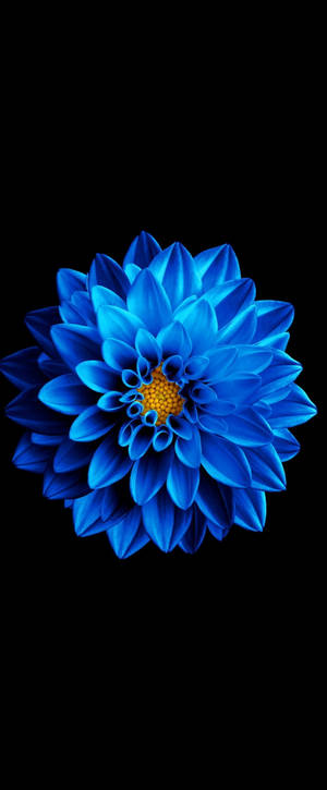 Super Amoled blou Zinnia agtergrond — Galaxy Z Vou 6 Muurpapier