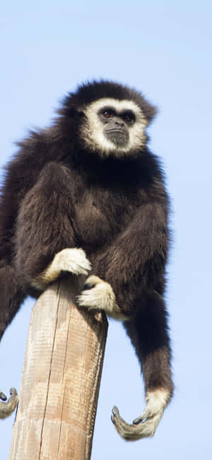 Iphone Xs Max Gibbon-agtergrond — Samsung Galaxy S20 Muurpapier