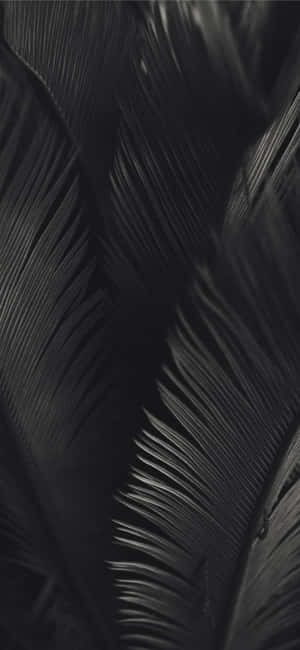 Swart en Wit Palmboom — Vivo X500 Muurpapier