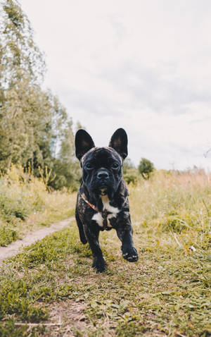 Swart Franse bulldog hondjie hardloop agtergrond — Galaxy Tab S10 Ultra Muurpapier