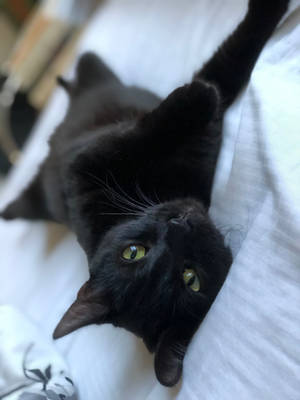 Swart Kat Op Bed — Cat Noir Muurpapier