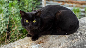 Swart Kat Op Houtstomp — Swart Kat Muurpapier