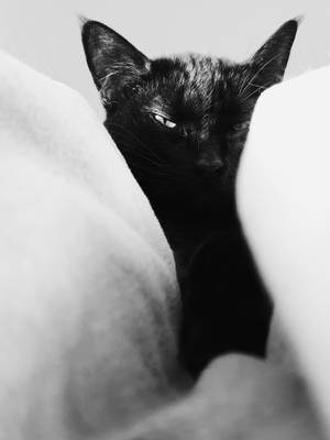 Swart Kat Wit Kussings — Cat Noir Muurpapier