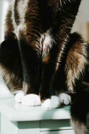Swart Kat Wit Pote — Swart Kat Muurpapier
