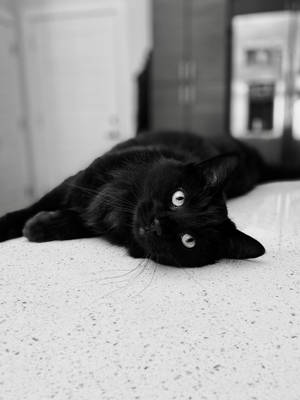 Swart Kat Woonstel Bed — Cat Noir Muurpapier