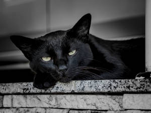 Swart Kat Word Wakker — Cat Noir Muurpapier