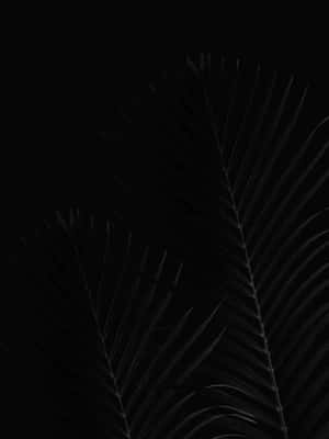 Pixel 3xl OLED Agtergrond — Swart Muurpapier