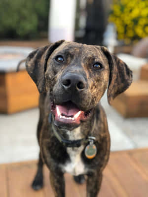 Catahoula Hondfoto's — iPad Pro 13 Muurpapier